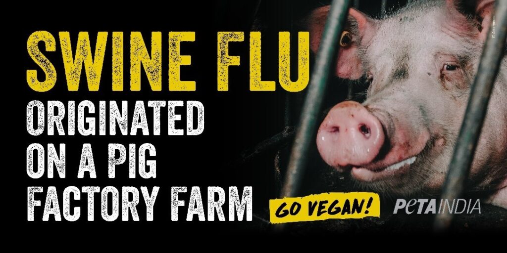 Swine Flu Spike Prompts Urgent 'Go Vegan' Plea by PETA India